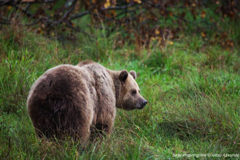 Brown bear in springtime